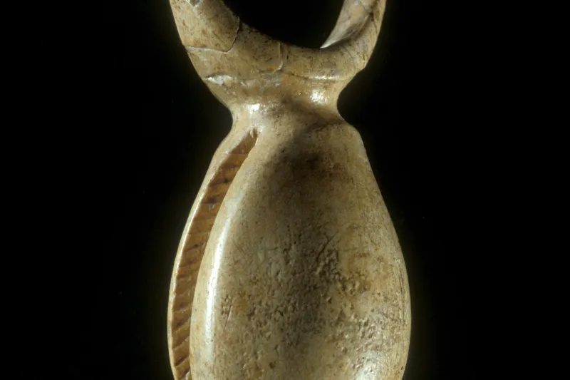 Cyprée de la grotte de Pair-non-Pair © Jean GILSON - mairie de Bordeaux