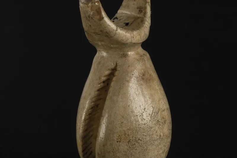 Cyprée de la grotte de Pair-non-Pair © Jean GILSON - mairie de Bordeaux