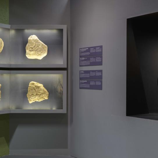 Cette image présente les Vénus exposées dans les espaces Préhistoire et Protohistoire