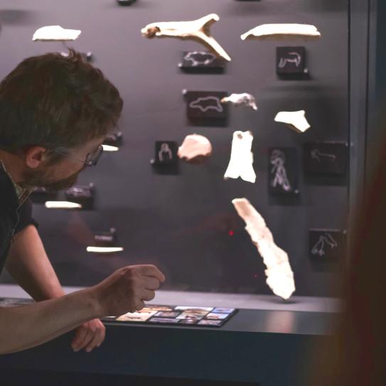 Vue d'une vitrine dans l'espace préhistoire