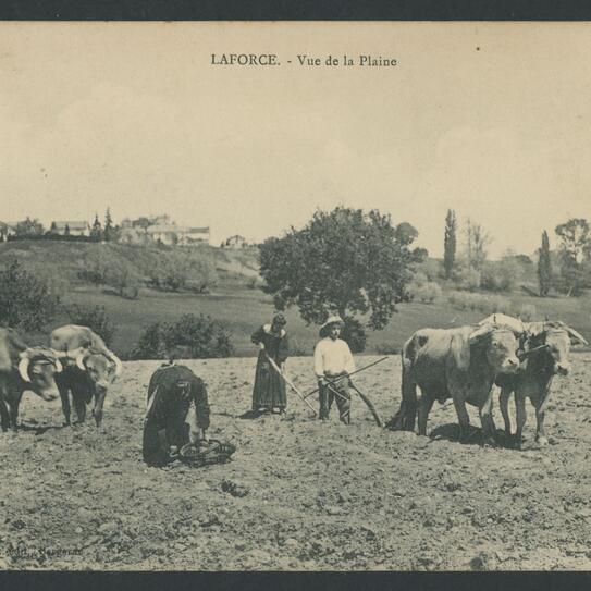 photos d'archives de personnes dans les champs avec des vaches 