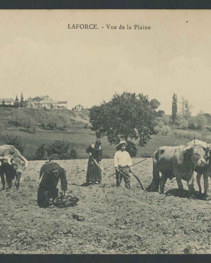 photos d'archives de personnes dans les champs avec des vaches 