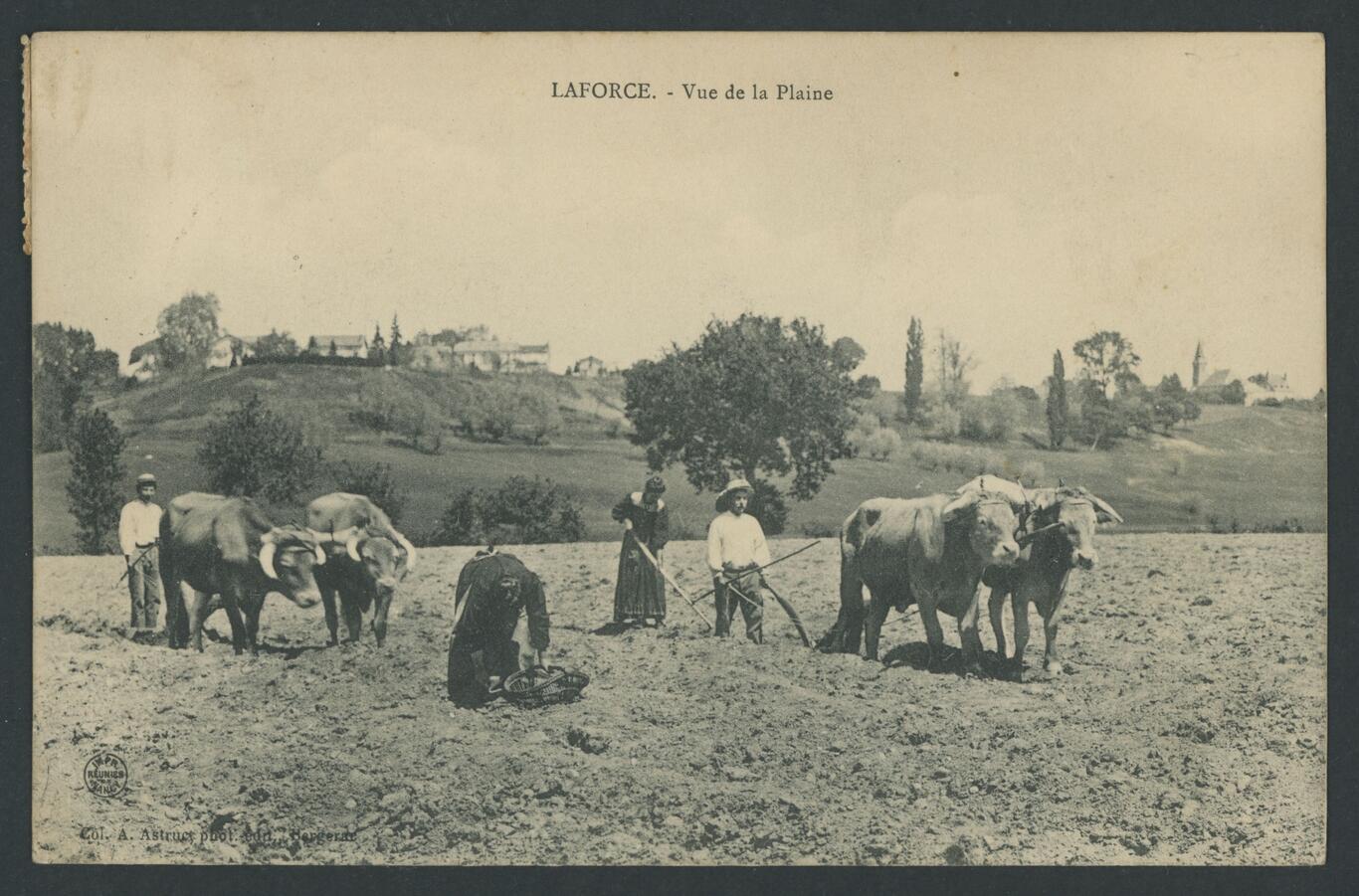photos d'archives de personnes dans les champs avec des vaches 