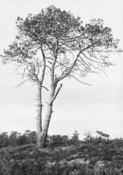 Grands pins de Guentes, 8 octobre 1890